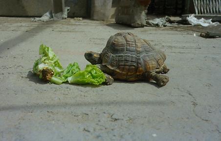 LA TORTUGA ESMERALDA ALMORZANDO